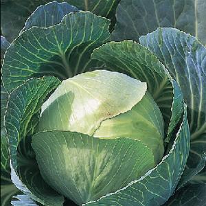 Cabbage 